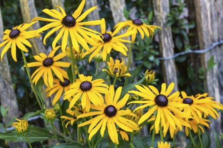 Black-Eyed Susan (Rudbeckia)