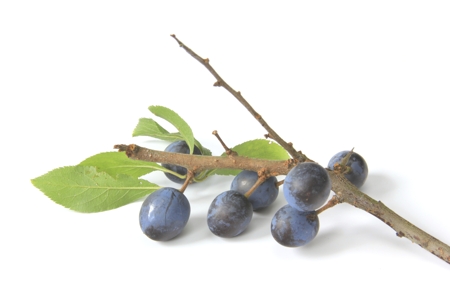 Blackthorn (Sloe)