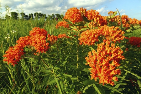 Butterfly Weed