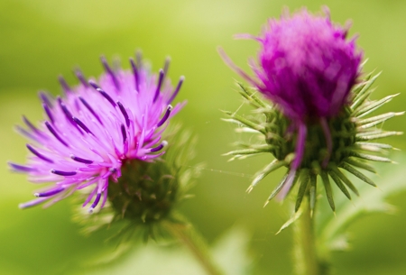 Burdock