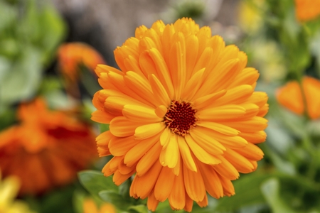 Calendula (Pot marigold)