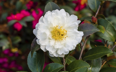 Camellia (White)