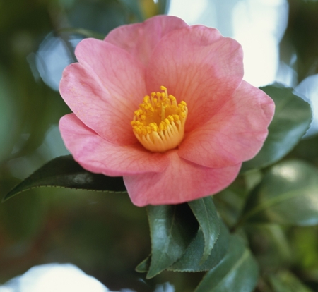 Camellia (Pink)