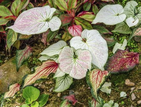 Caladium Leaves