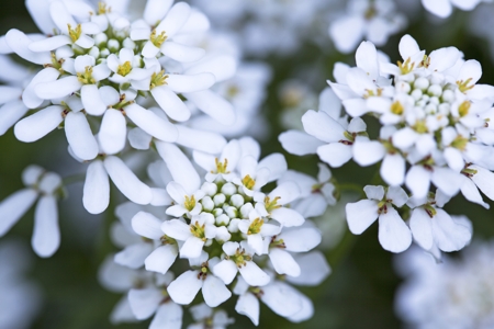 Candytuft (Iberis)