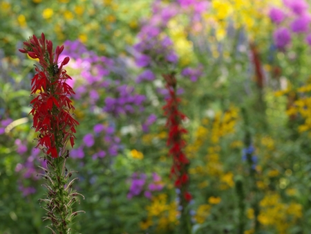 Cardinal Flower