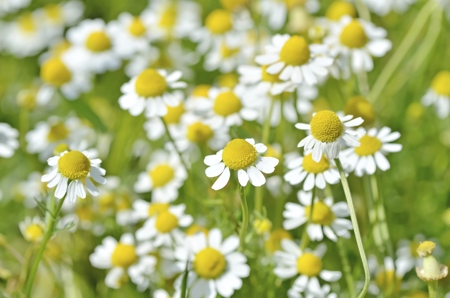 Chamomile (or Camomile)