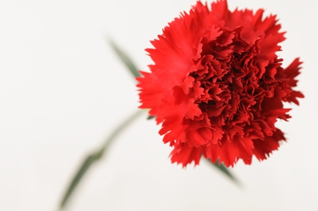 Carnation (Red)