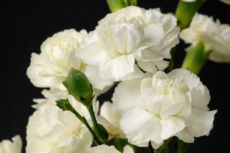 Carnation (White)