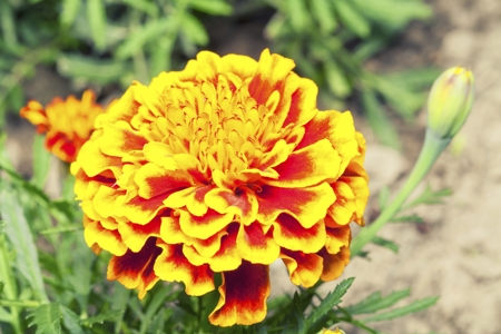 Carnation (Yellow)