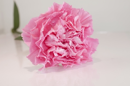Carnation (Pink)