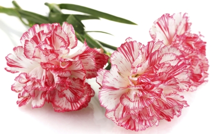 Carnation (Striped)