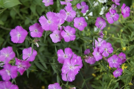 Carnation (Purple)