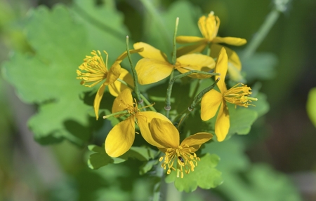 Celandine (Lesser)