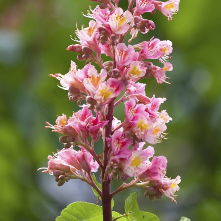 Chestnut Flower