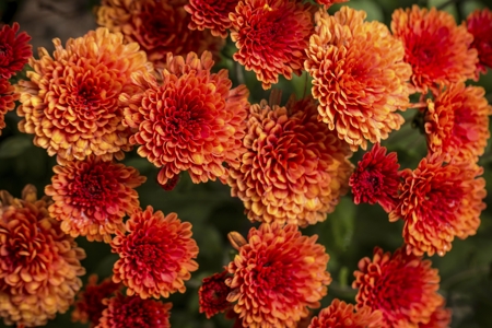 Chrysanthemum (Red)