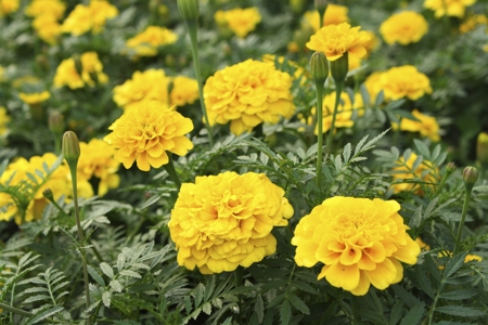 Chrysanthemum (Yellow)