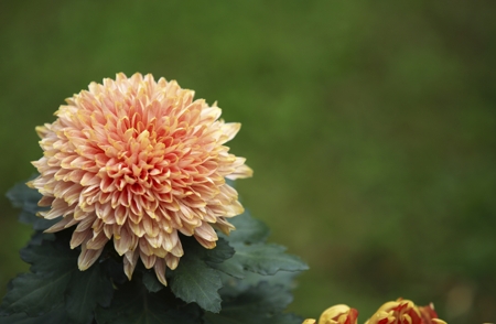 Chrysanthemum (General)