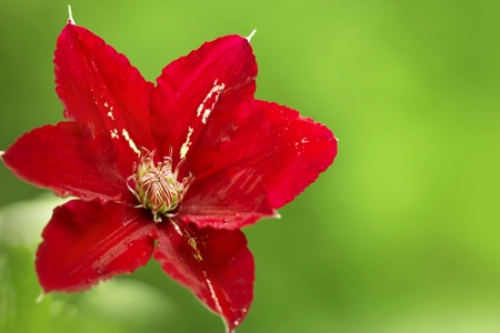 Clematis