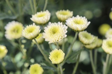 Chrysanthemum (White)