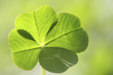 Clover (Four leaf)