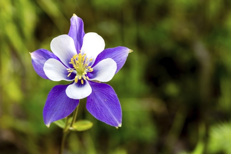 Columbine