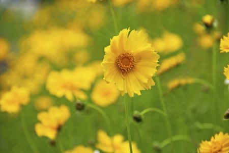 Coreopsis