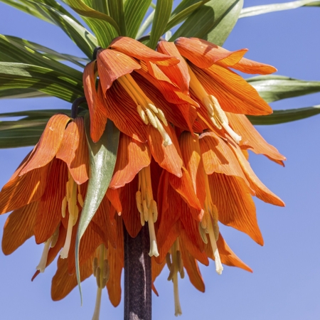 Crown Imperial