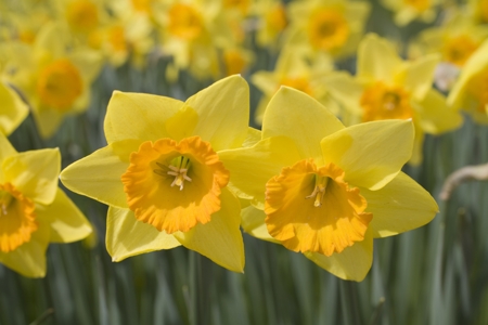 Daffodil(Jonquil)