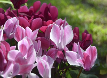 Cyclamen