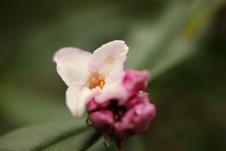 Daphne Flower