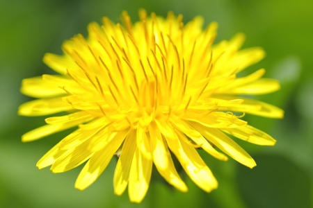 Dandelion