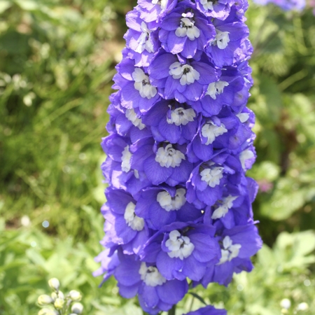 Delphinium (Larkspur)