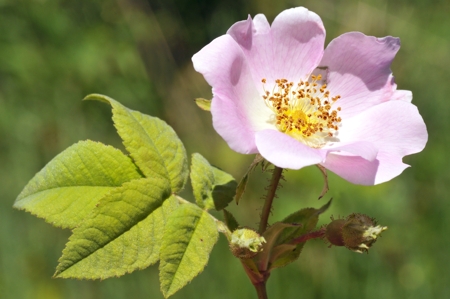 Dog Rose