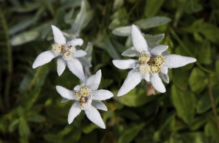 Edelweiss