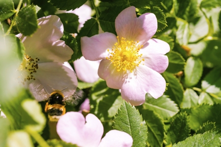 Eglantine (Sweet briar)