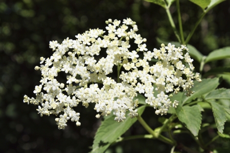 Elderberry Blossom (Elderflower)