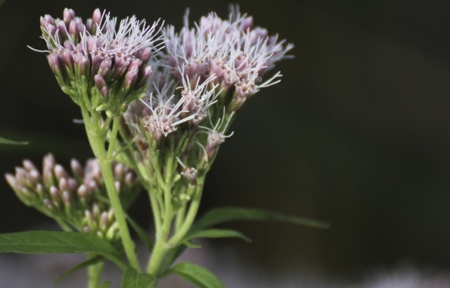 Eupatorium