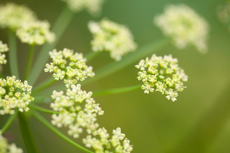 Fennel