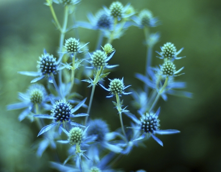 Eryngium (Blue hobbit, Sea holly)