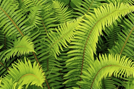 Fern