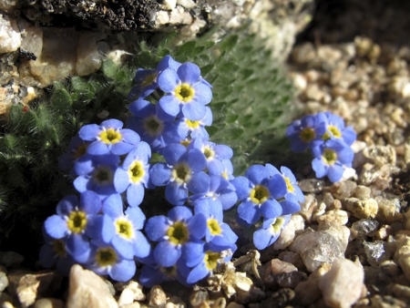 Forget-me-not