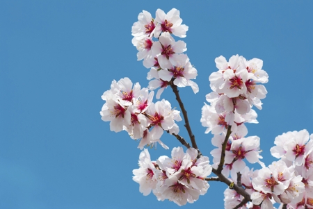 Flowering Almond