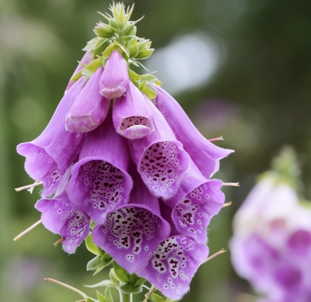 Foxglove (Digitalis)