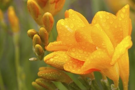 Freesia