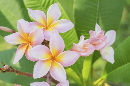 Frangipani