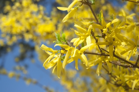 Forsythia