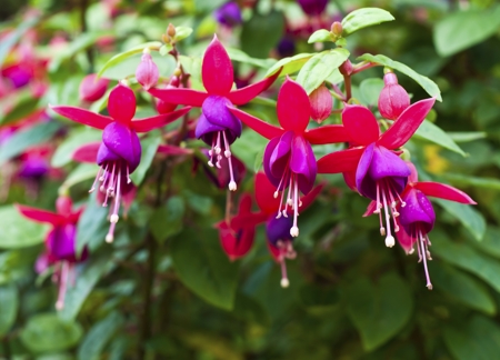 Fuchsia