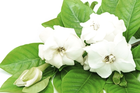 Gardenia