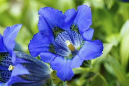 Gentian